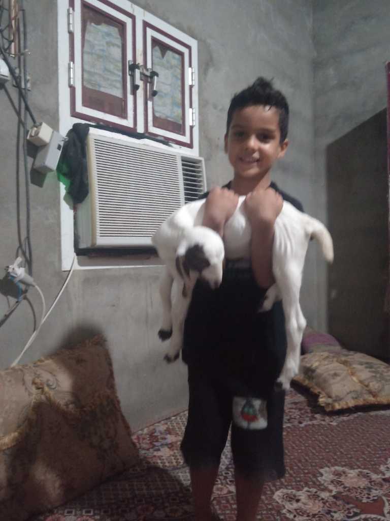 عکس  ارکان محسن زاده
